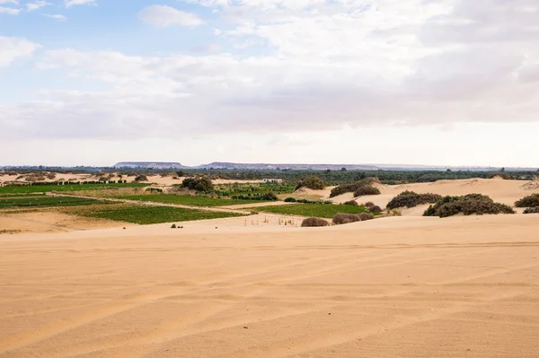 The Bahariya Oasis in Egypt — Stock Photo, Image