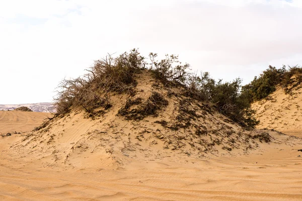 The Bahariya Oasis in Egypt — Stock Photo, Image