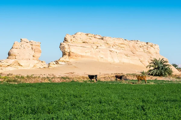 Wüste in Ägypten — Stockfoto