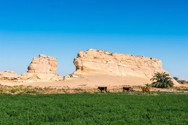 Desert in Egypt — Stock Photo, Image