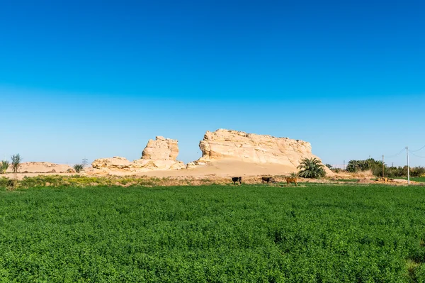 Desert in Egypt — Stock Photo, Image