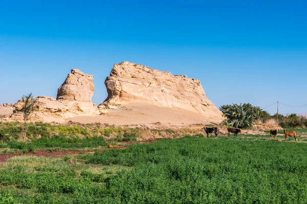 Desert in Egypt — Stock Photo, Image