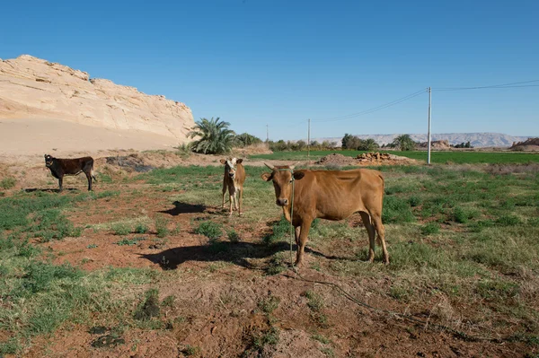 Deserto no Egito — Fotografia de Stock