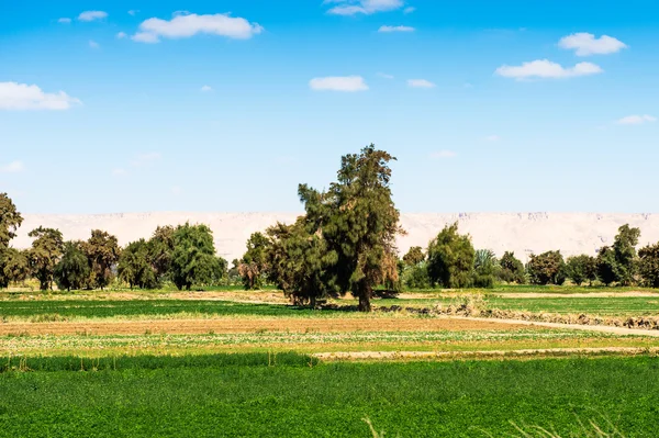 Desert in Egypt — Stock Photo, Image