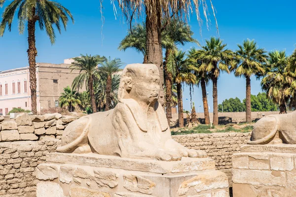 Temple Louxor, rive Est du Nil, Égypte — Photo
