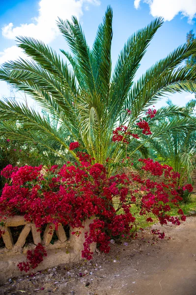 Hermoso oasis en Egipto —  Fotos de Stock