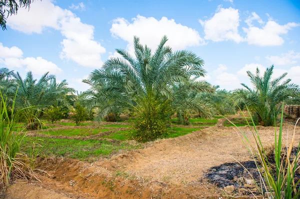 Beautiful Oasis in Egypt — Stock Photo, Image