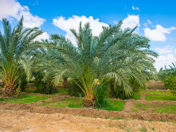 Hermoso oasis en Egipto —  Fotos de Stock