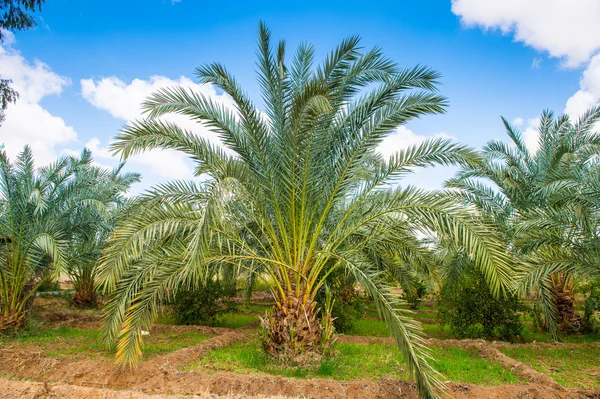 Gyönyörű Oasis, Egyiptom — Stock Fotó