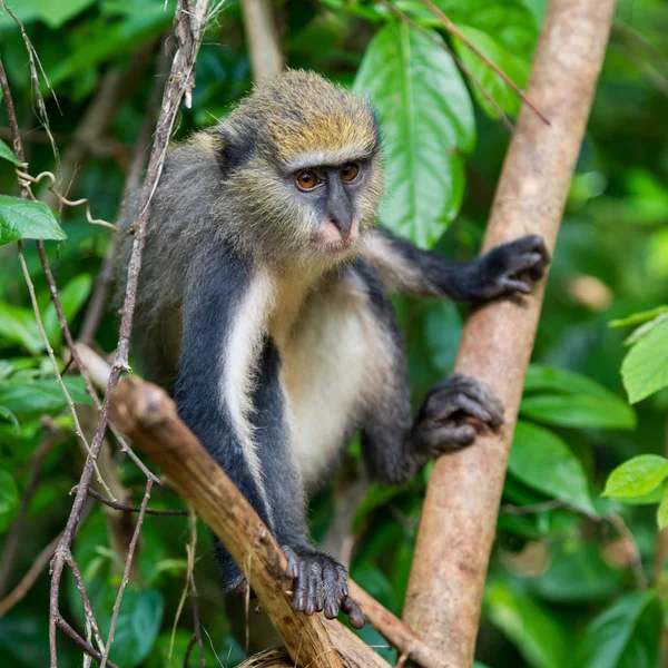 Maymun Gana — Stok fotoğraf