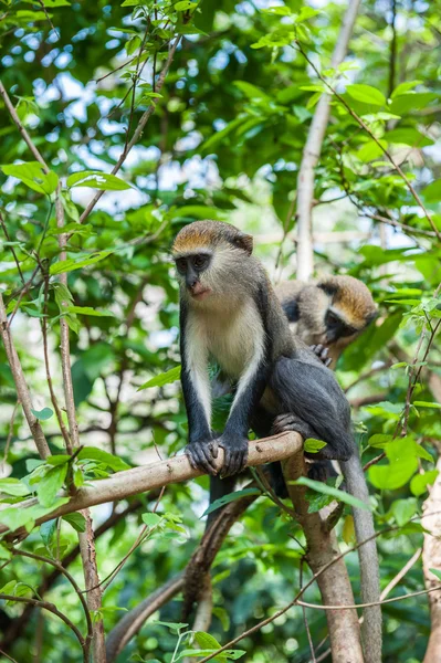 猴子在加纳 — 图库照片