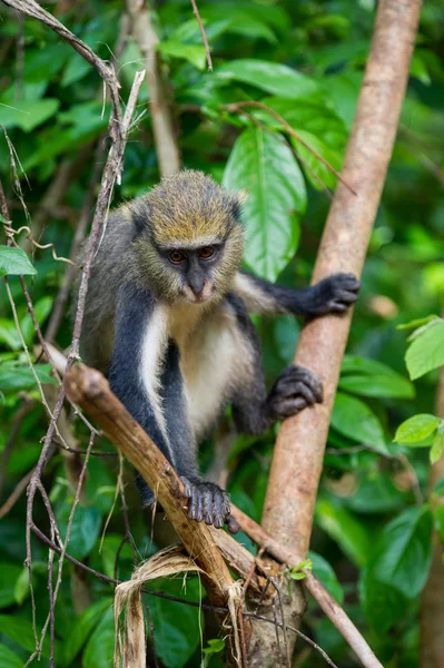 Maymun Gana — Stok fotoğraf