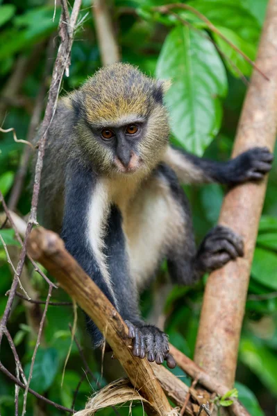 Monkey in Ghana — Stock Photo, Image