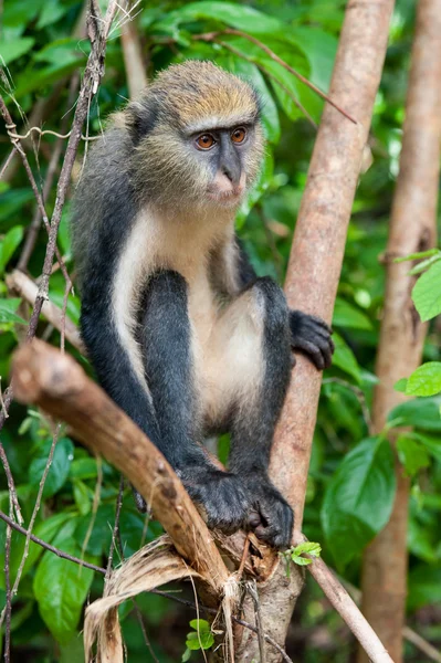 Macaco em Gana — Fotografia de Stock