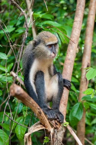 Aap in Ghana — Stockfoto