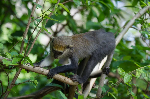 Macaco em Gana — Fotografia de Stock