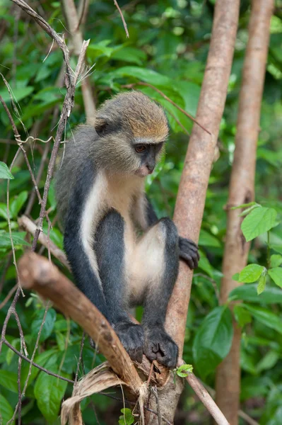 Opice v Ghaně — Stock fotografie