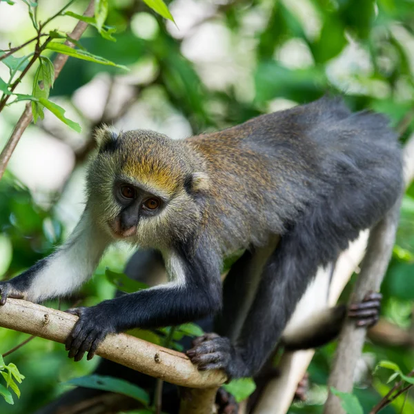 Macaco em Gana — Fotografia de Stock