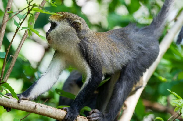 Monkey in Ghana — Stock Photo, Image