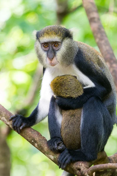 Macaco em Gana — Fotografia de Stock