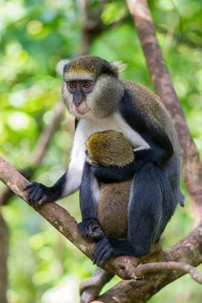 Macaco em Gana — Fotografia de Stock