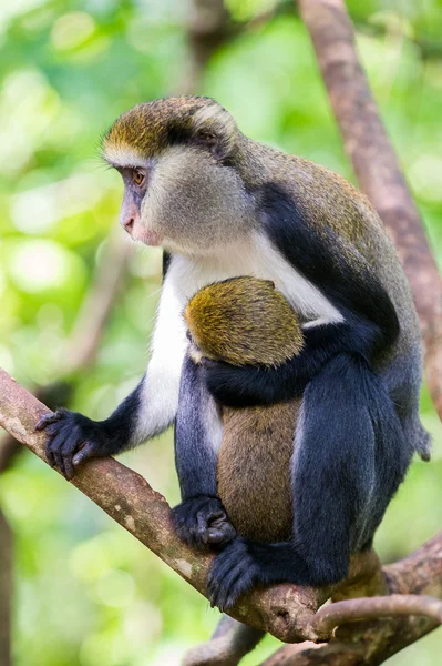 Apa i Ghana — Stockfoto