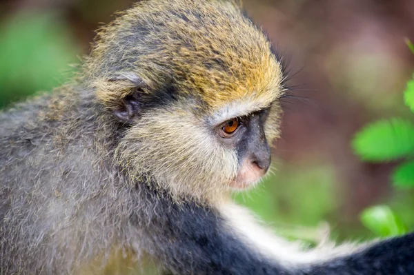 Monkey in Ghana — Stock Photo, Image