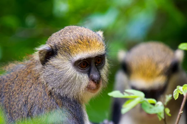 Affe in ghana — Stockfoto