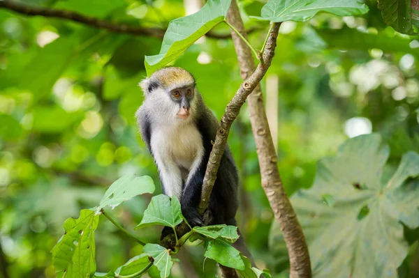 猴子在加纳 — 图库照片