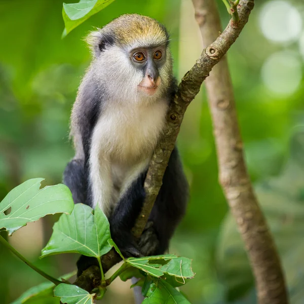 Aap in Ghana — Stockfoto