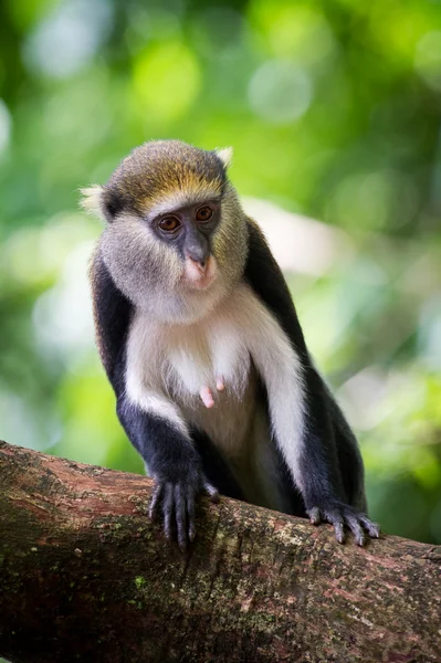 Macaco em Gana — Fotografia de Stock