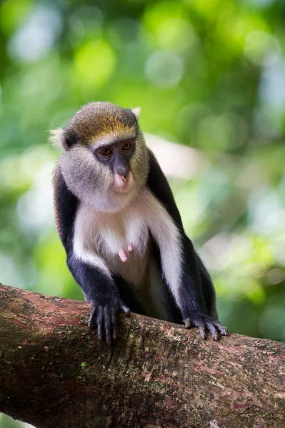 Macaco em Gana — Fotografia de Stock