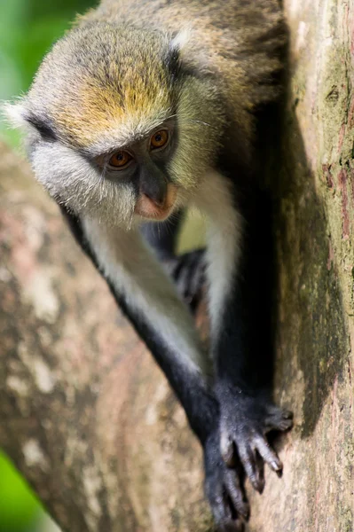 Macaco em Gana — Fotografia de Stock