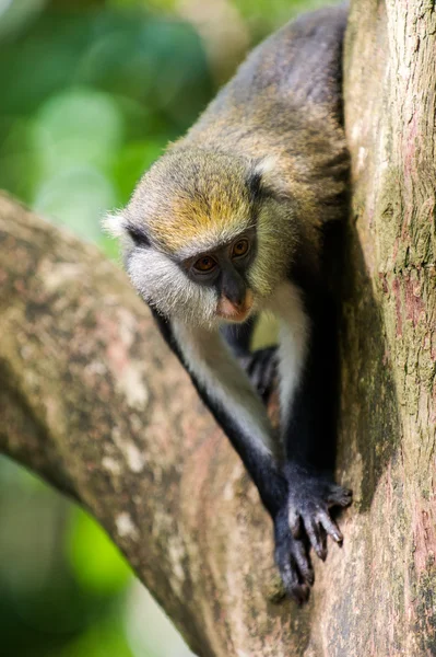 Macaco em Gana — Fotografia de Stock