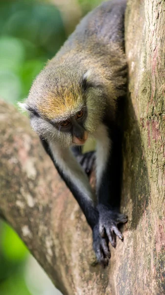 Scimmia in Ghana — Foto Stock