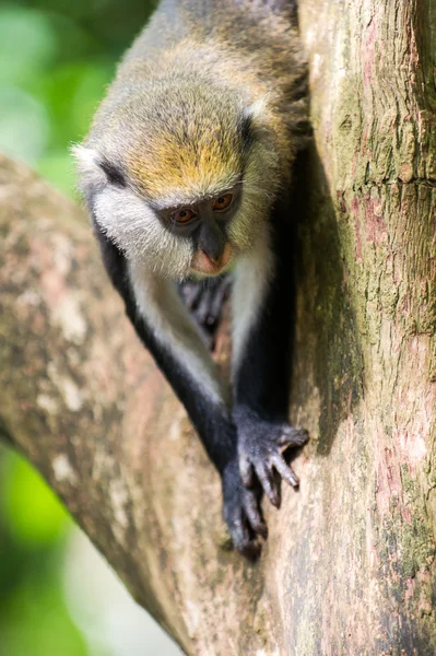 Macaco em Gana — Fotografia de Stock