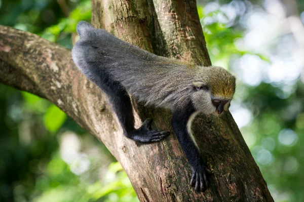 Monkey in Ghana — Stock Photo, Image