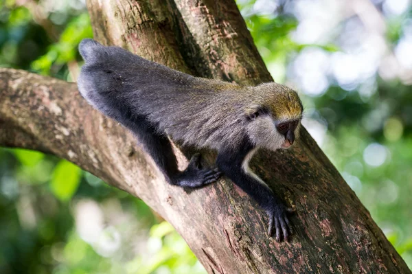 Macaco em Gana — Fotografia de Stock