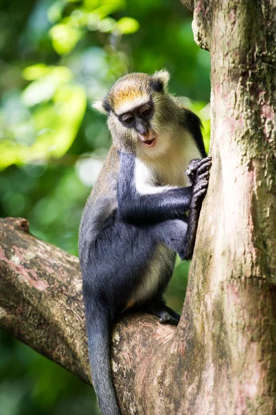 Macaco em Gana — Fotografia de Stock