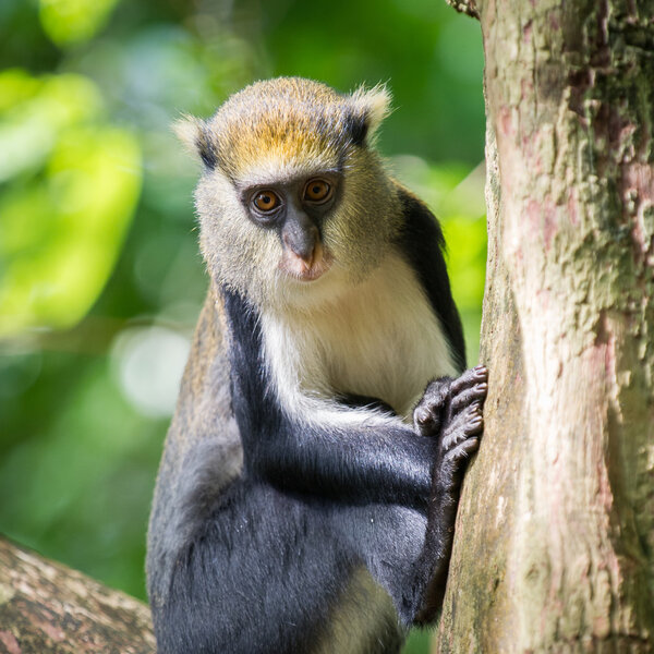 Обезьяна в Гане
