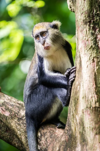 Macaco em Gana — Fotografia de Stock