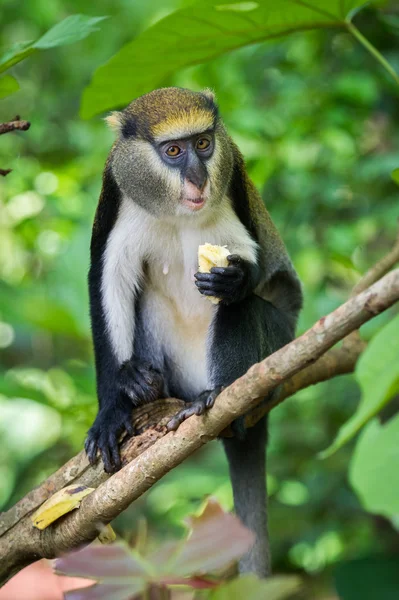 Macaco em Gana — Fotografia de Stock