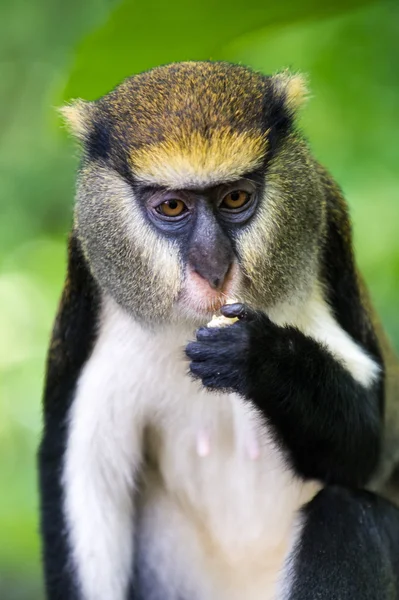 Macaco em Gana — Fotografia de Stock