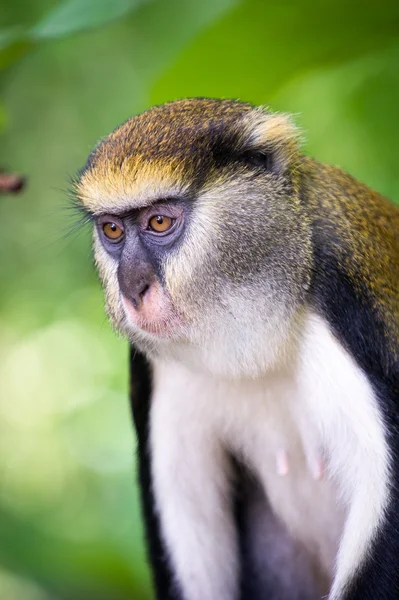 Macaco em Gana — Fotografia de Stock