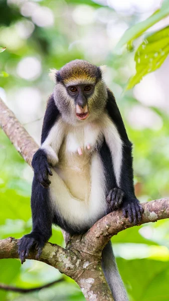 Macaco em Gana — Fotografia de Stock