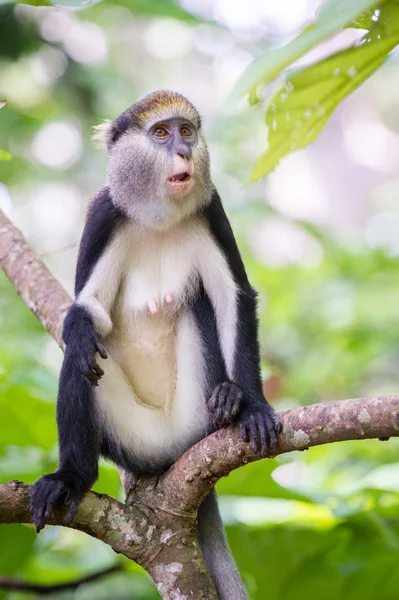Macaco em Gana — Fotografia de Stock