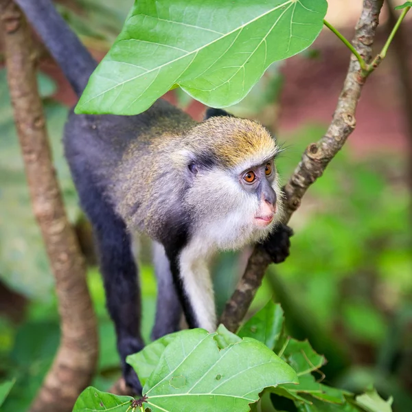 ガーナの猿 — ストック写真