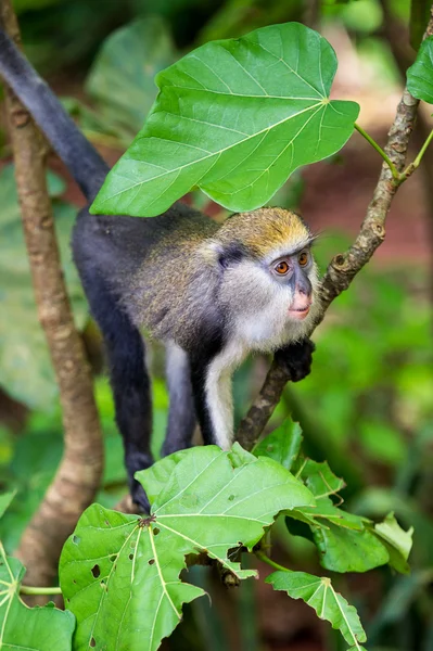 Opice v Ghaně — Stock fotografie