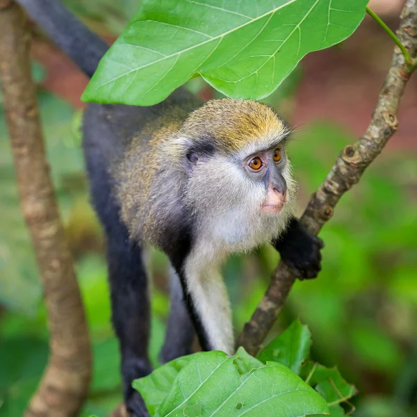 Małpa w Ghanie — Zdjęcie stockowe