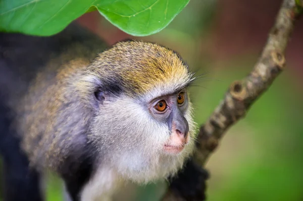 Monkey in Ghana — Stock Photo, Image